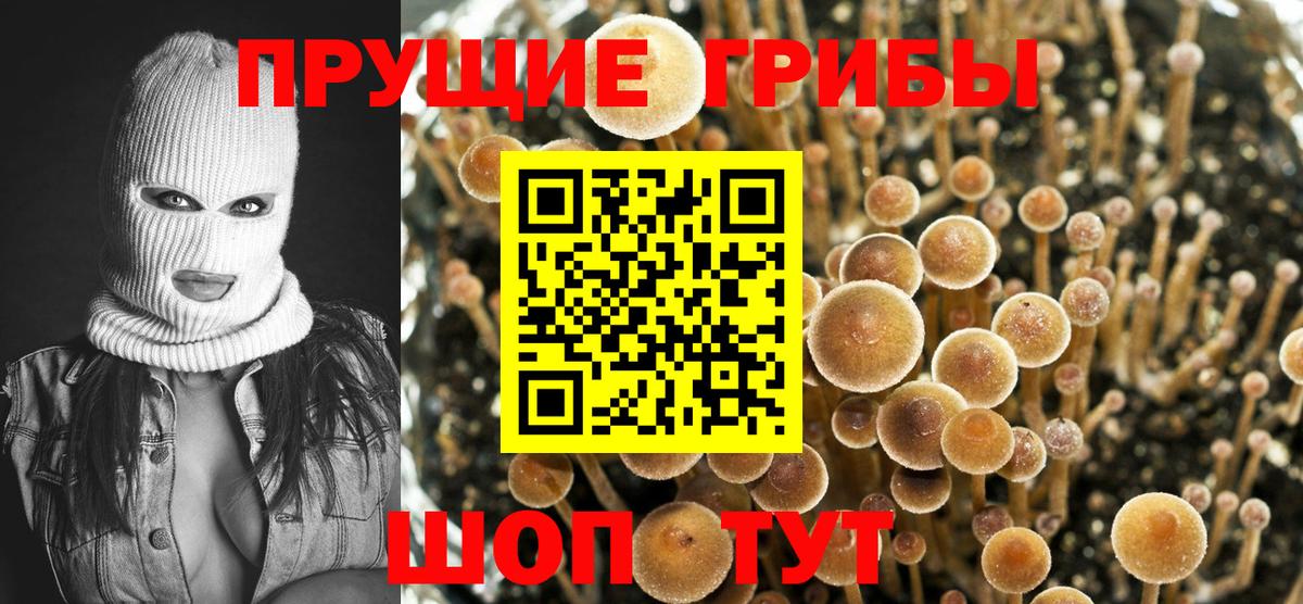 Иркутск  Псилоцибиновые грибы MAGIC MUSHROOMS  Псилоцибиновые грибы MAGIC MUSHROOMS  Вход с VPN 